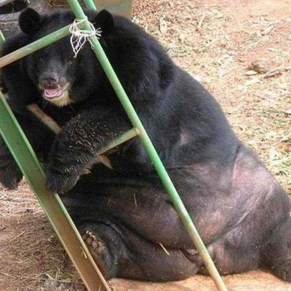 Meet your Posher, Max - Picture 1 of 1